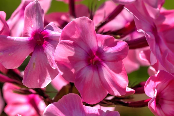 Розовые флоксы. Культивированный цветок . — стоковое фото