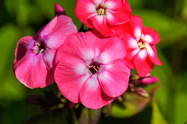 Pink phloxes. Cultivated flower. — Stock Photo, Image