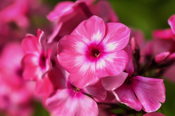 Roze phloxes. Gecultiveerde bloem. — Stockfoto