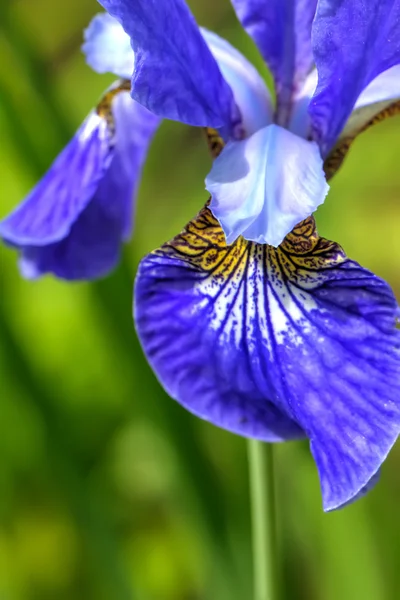 Blue iris. Kwiat pole. — Zdjęcie stockowe