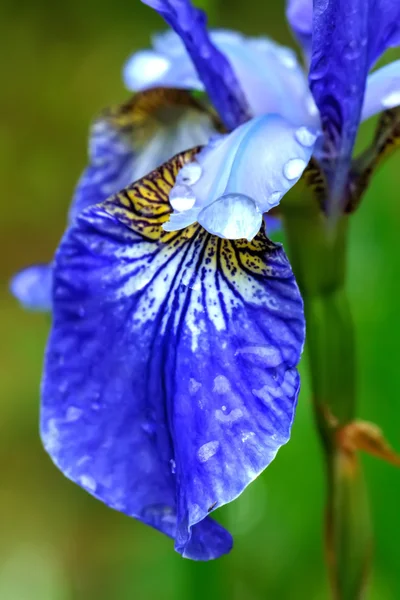 Iris bleu. Fleur de champ . — Photo