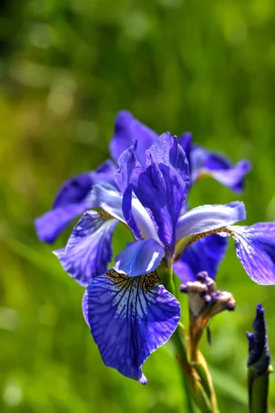 Íris azul. Flor de campo . — Fotografia de Stock