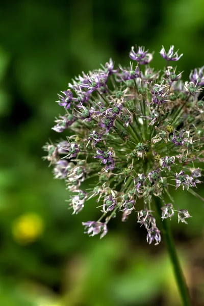 Dekorativ lök. Blomma. — Stockfoto