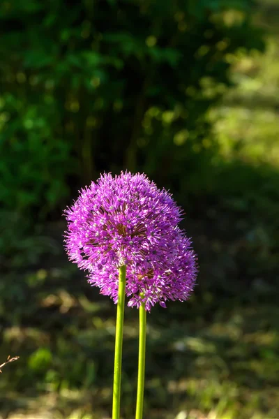 Dekorativní cibule. Květ. — Stock fotografie