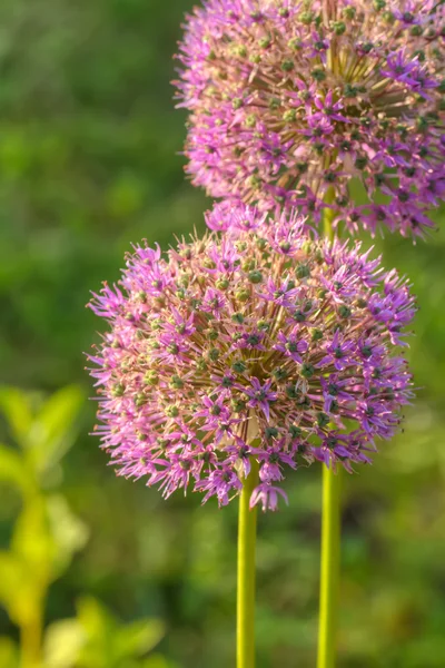 Dekorativ lök. Blomma. — Stockfoto