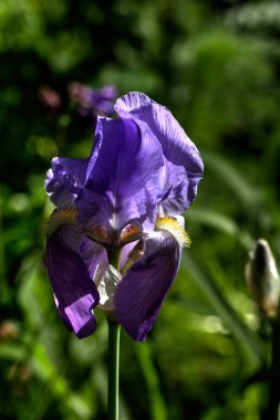 Dekoratif Iris. Ekili çiçek. 