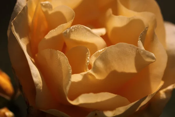 Yellow rose.  Rural. — Stock Photo, Image