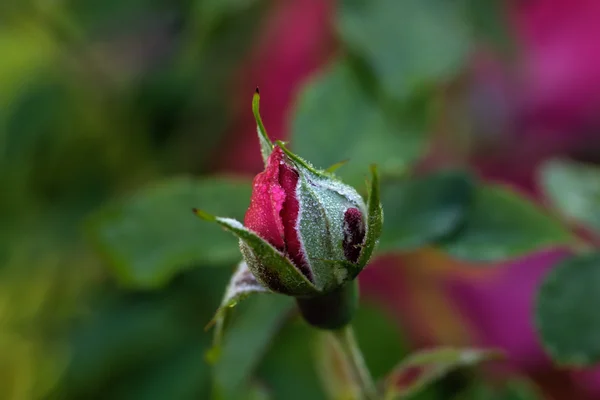 Vörös rózsa. Kert. — Stock Fotó