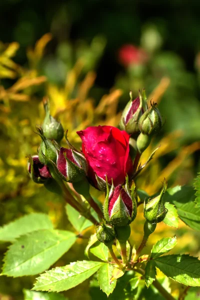 Rosa roja. Jardín . —  Fotos de Stock