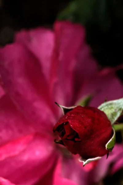 Vörös rózsa. Kert. — Stock Fotó