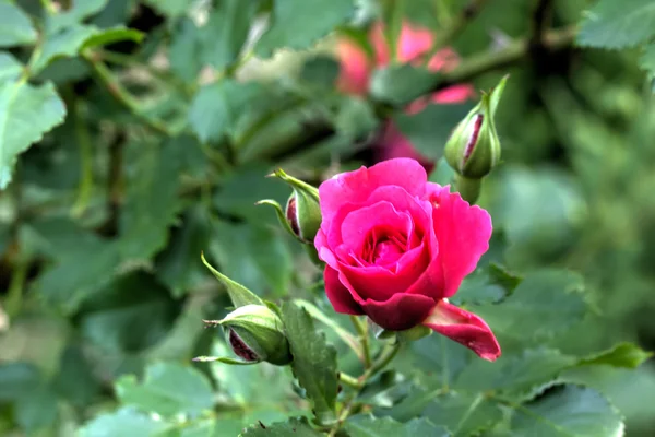 Rosa roja. Jardín . —  Fotos de Stock