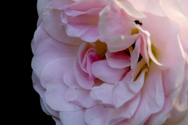 Mawar merah muda Perdesaan . — Stok Foto