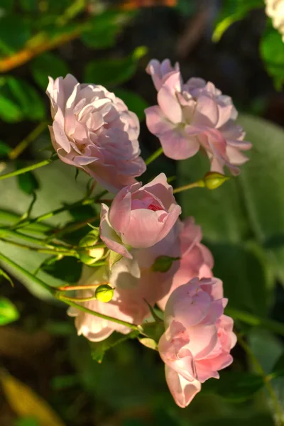 Pembe gül. Kırsal. — Stok fotoğraf