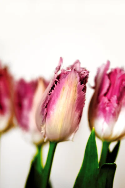 Ozdobny tulipan. Kwiatowa. — Zdjęcie stockowe