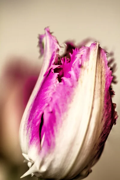 Decorative tulip. Cultivated flower. — Stock Photo, Image