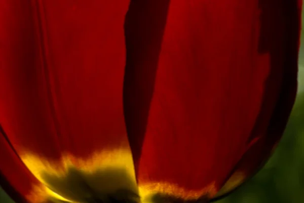 Röd tulpan. Odlade blomma. — Stockfoto