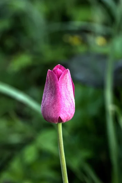 Piros tulipán. Termesztett virág. — Stock Fotó