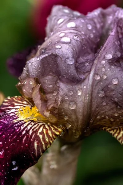 Decorative iris. Cultivated flower. — Stock Photo, Image