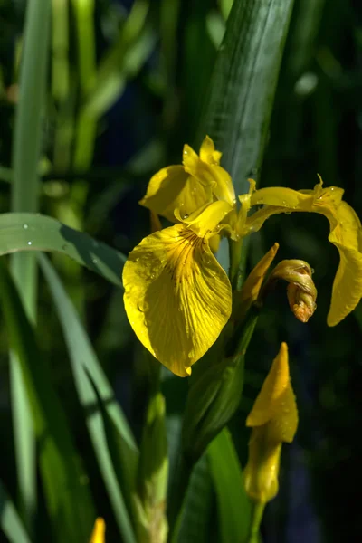 Iride gialla. Fiore coltivato . — Foto Stock