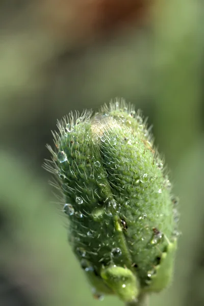 Dekoratif poppy. Ekili çiçek. — Stok fotoğraf