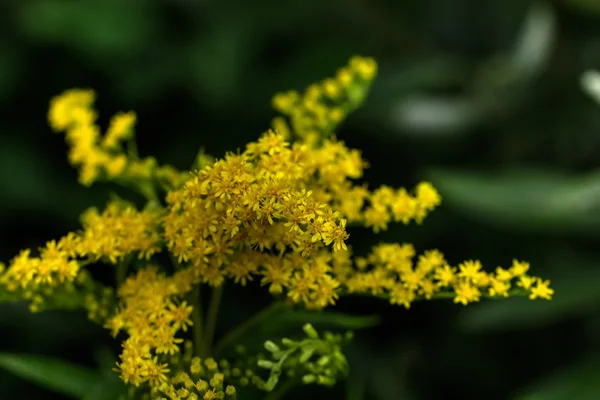 Kwitnąca golden rod. — Zdjęcie stockowe