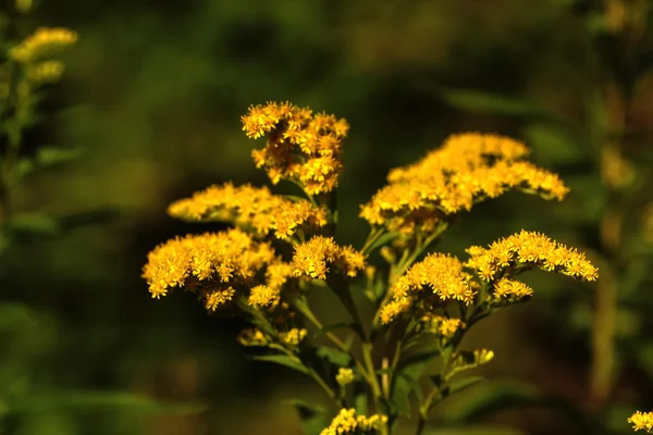 The blossoming golden rod.