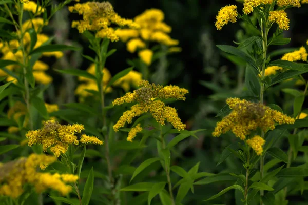 The blossoming golden rod.