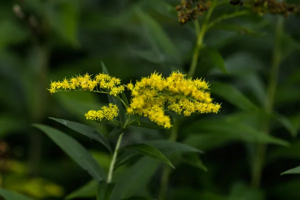 The blossoming golden rod.