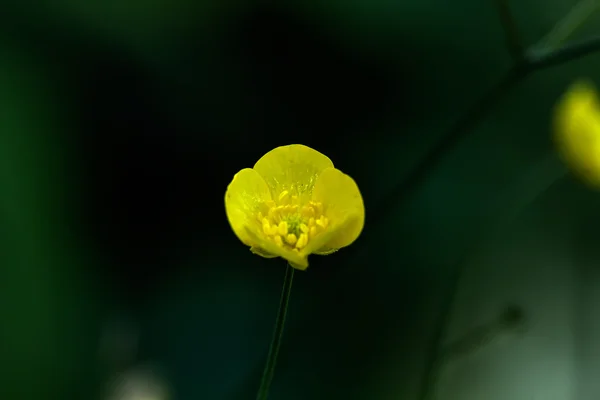 Den blommande smörblomma. — Stockfoto