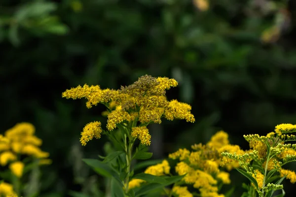 Kwitnąca golden rod. Obrazy Stockowe bez tantiem