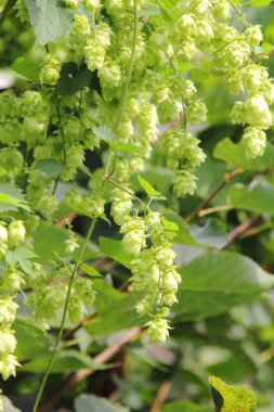 şerbetçiotu. çiçekler.