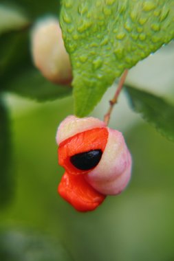 Euonymus. Berry.