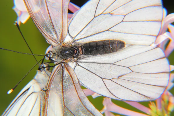 나비. — 스톡 사진