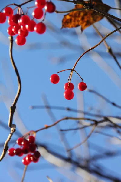 Kalina. Berries. — Stock Photo, Image