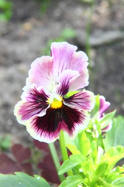 Pansies. Flower. — Stock Photo, Image