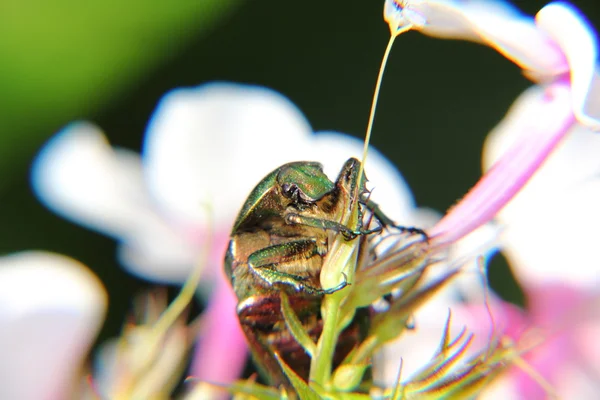 Chafer. . — Foto de Stock