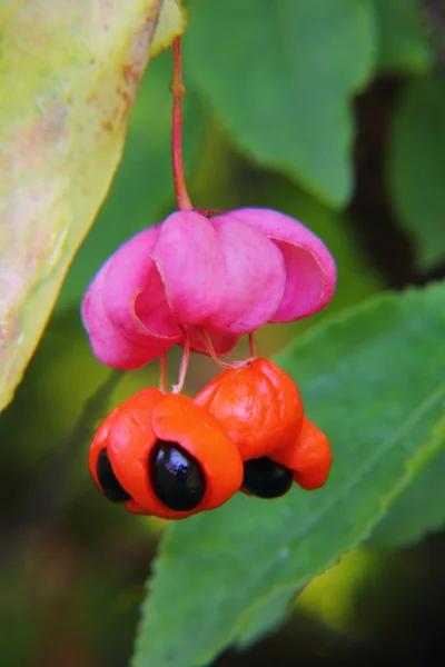 Euonymus. Berry. — Stock Photo, Image