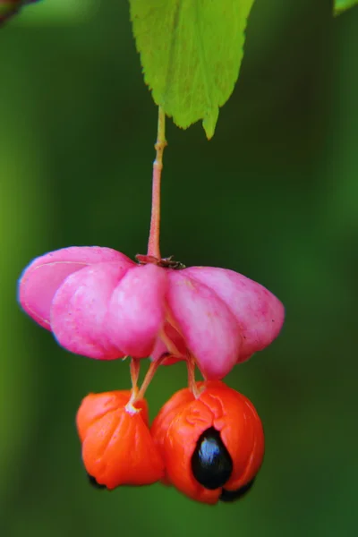 Euonymus. Berry. — Stok fotoğraf