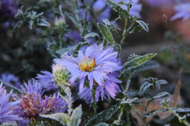 Sonbahar aster. Hoarfrost.