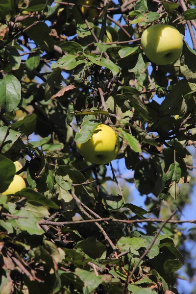 Apples. Apple tree. — Stock Photo, Image