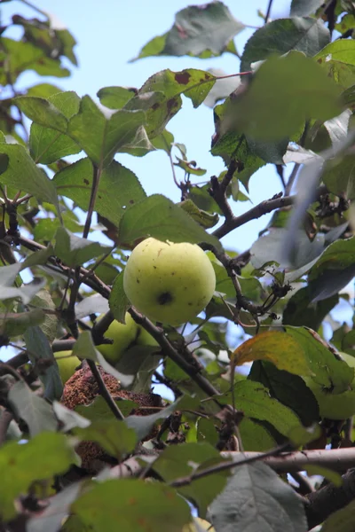 Apel. Pohon apel . — Stok Foto