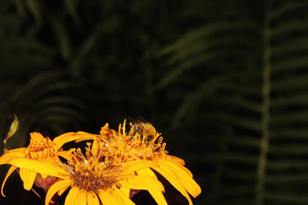 大 黄蜂。花. — 图库照片