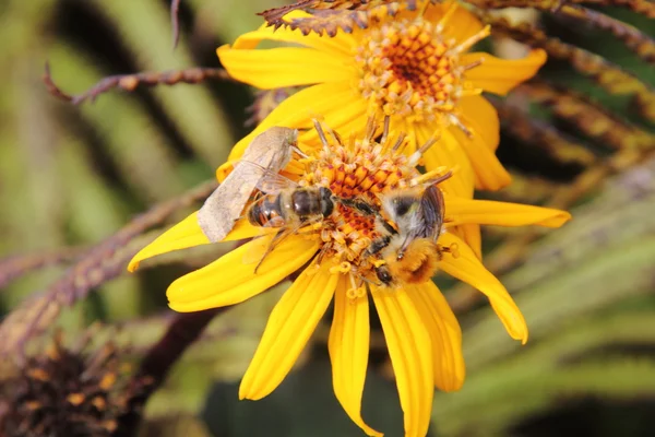 Un calabrone. Fiore . — Foto Stock