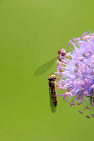 Vola. Fiore della foresta. Knautia . — Foto Stock