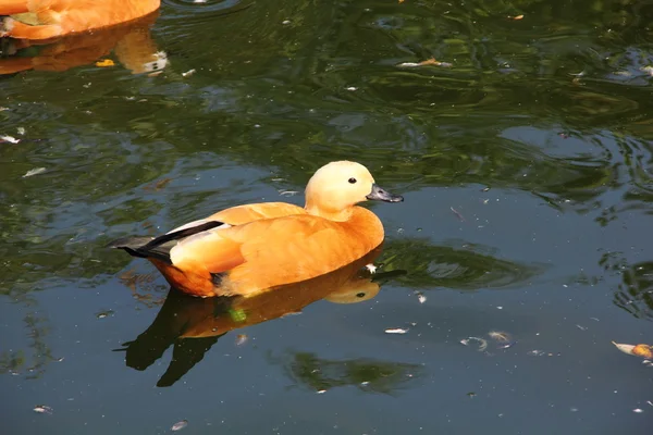Duck. Lake. — Stock Photo, Image