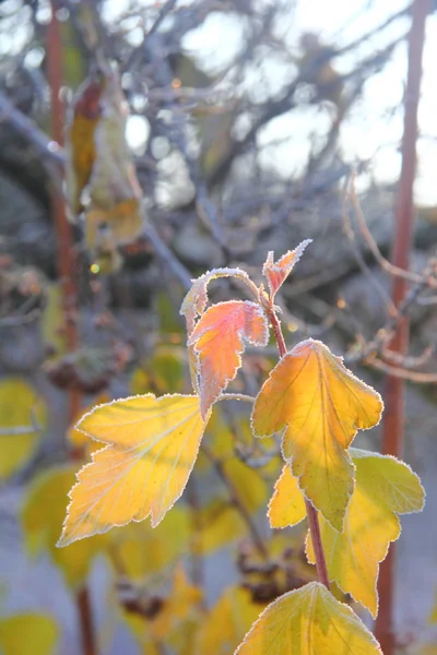乾燥した葉。霧氷. — ストック写真