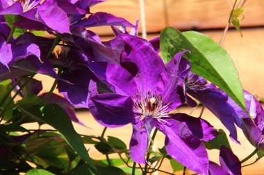 Akasma. Çiçek. Yaz.