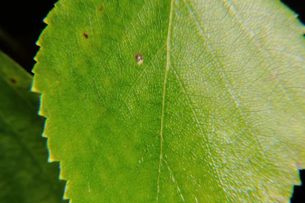 Folha de bétula. Veias . — Fotografia de Stock