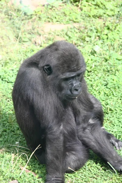 Baby gorilla. Summer. — Stock Photo, Image