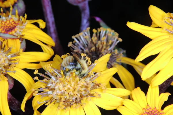 大 黄蜂。花。农村. — 图库照片